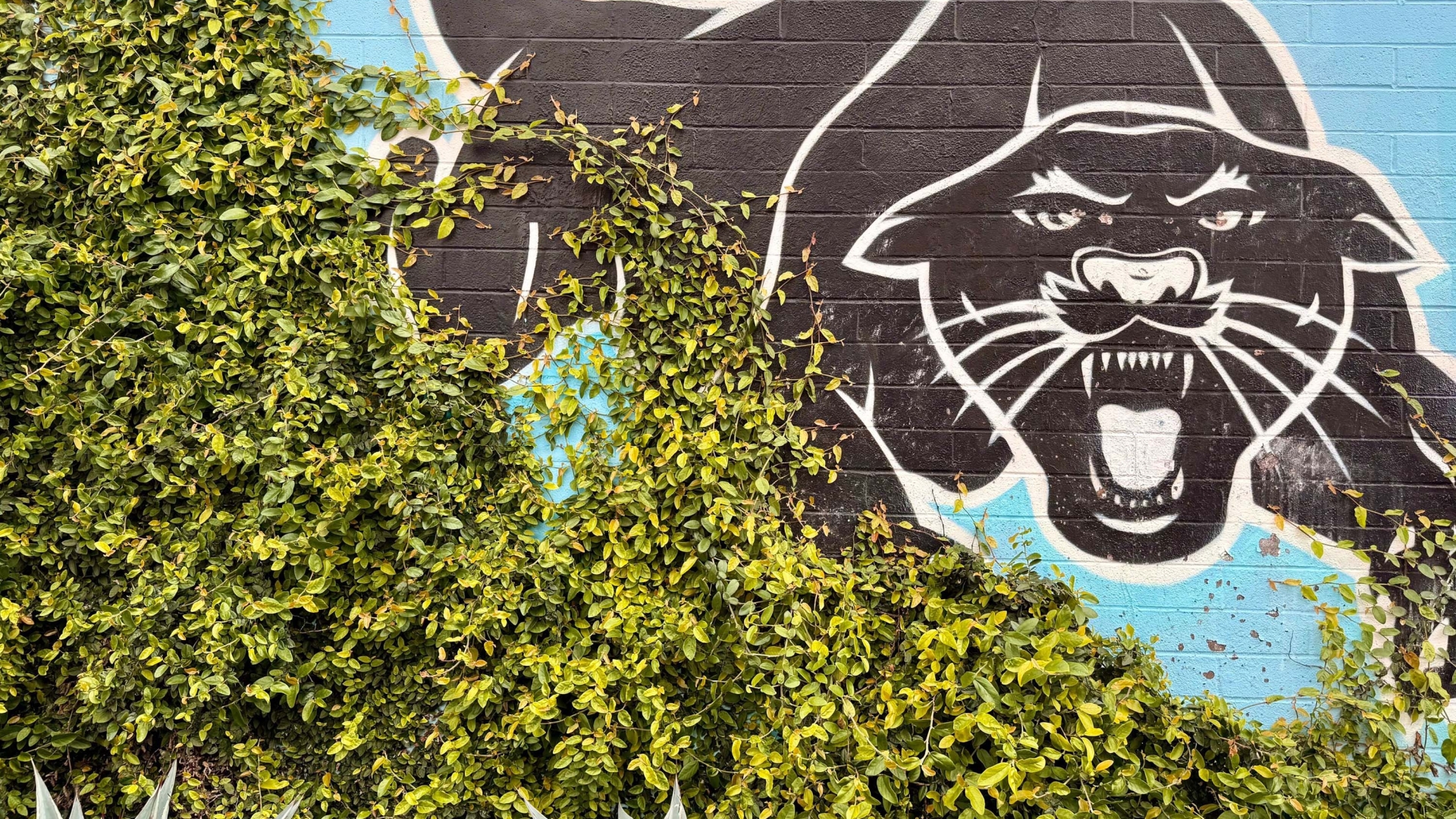 Exterior wall of the DBA_OAK office.