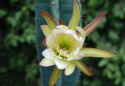 Cactus flower in the courtyard of David Baker Architects Office in San Francisco.