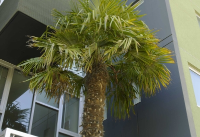 Full-size palm tree in the small entry courtyard. 