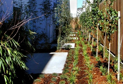 Courtyard greenery at Folsom-Dore Supportive Apartments in San Francisco, California.