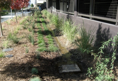 Exterior view of the vegetation along Ironhorse at Central Station in Oakland, California.