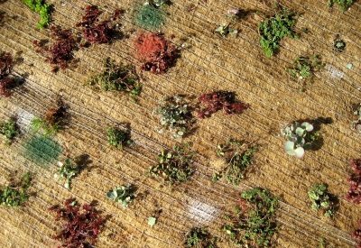 Newly planted vegetation on the green roof of Ironhorse at Central Station in Oakland, California.