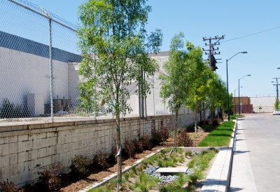 Vegetated basins on the sidewalk of Tassafaronga Village in East Oakland, CA.