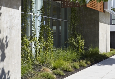 Plantings outside of the community room at Rivermark in Sacramento, Ca.
