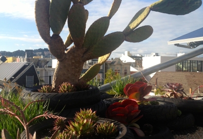 Vegetated roof, with motorcycle tires as the planters on Zero Cottage in San Francisco.