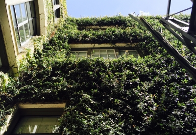 Fig tree cover the exterior building in the courtyard of David Baker Architects Office in the Clocktower Lofts in San Francisco.