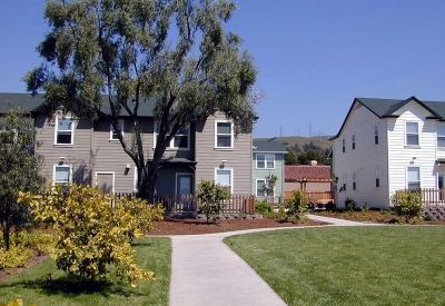 The old pepper tree shades a rose garden that borders the open lawn space, community center, and tot-lots at Oroysom Village in Fremont, California.