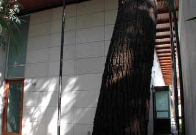 View of the backyard and a large tree at 310 Waverly Residence in Palo Alto, California.