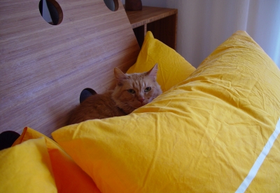 Orange fluffy cat laying on a bed at Shotwell Design Lab in San Francisco.