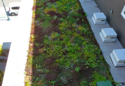 Greenery growing on the green roof at Ironhorse at Central Station in Oakland, California.