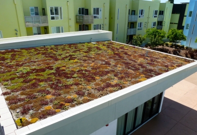 Greenery growing on the green roof at Ironhorse at Central Station in Oakland, California.