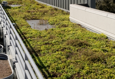Detail of planted roof at Richardson Apartments in San Francisco.