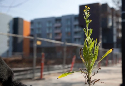 Close-up of a plant, the inspiration for the mural with the construction site of Station Center Family Housing in Union City, Ca.