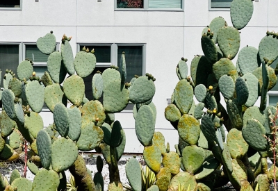 Prickly Pear Catcus on the roof of Five88 in San Francsico.