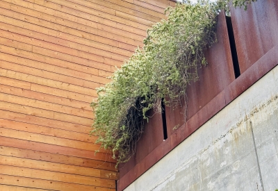 Looking up to creeping fig, cascading rosemary, and “dwarf’ prickly pear on the vegetated roof on Five88.