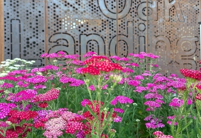 Detail view of pink flowers in front of the cor-ten steel fence at Blue Oak Landing in Vallejo, California.