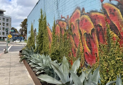 Cactus growing on the side of the DBA_OAK office.