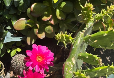 Cactus flower