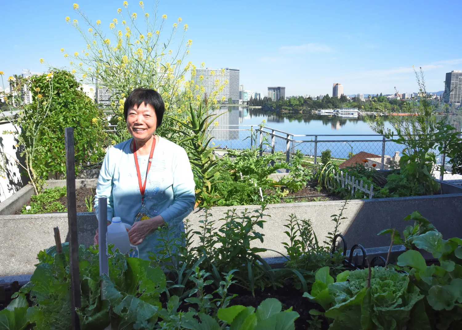 Resident gardening at the rooftop garden in Lakeside Senior Housing in Oakland, Ca