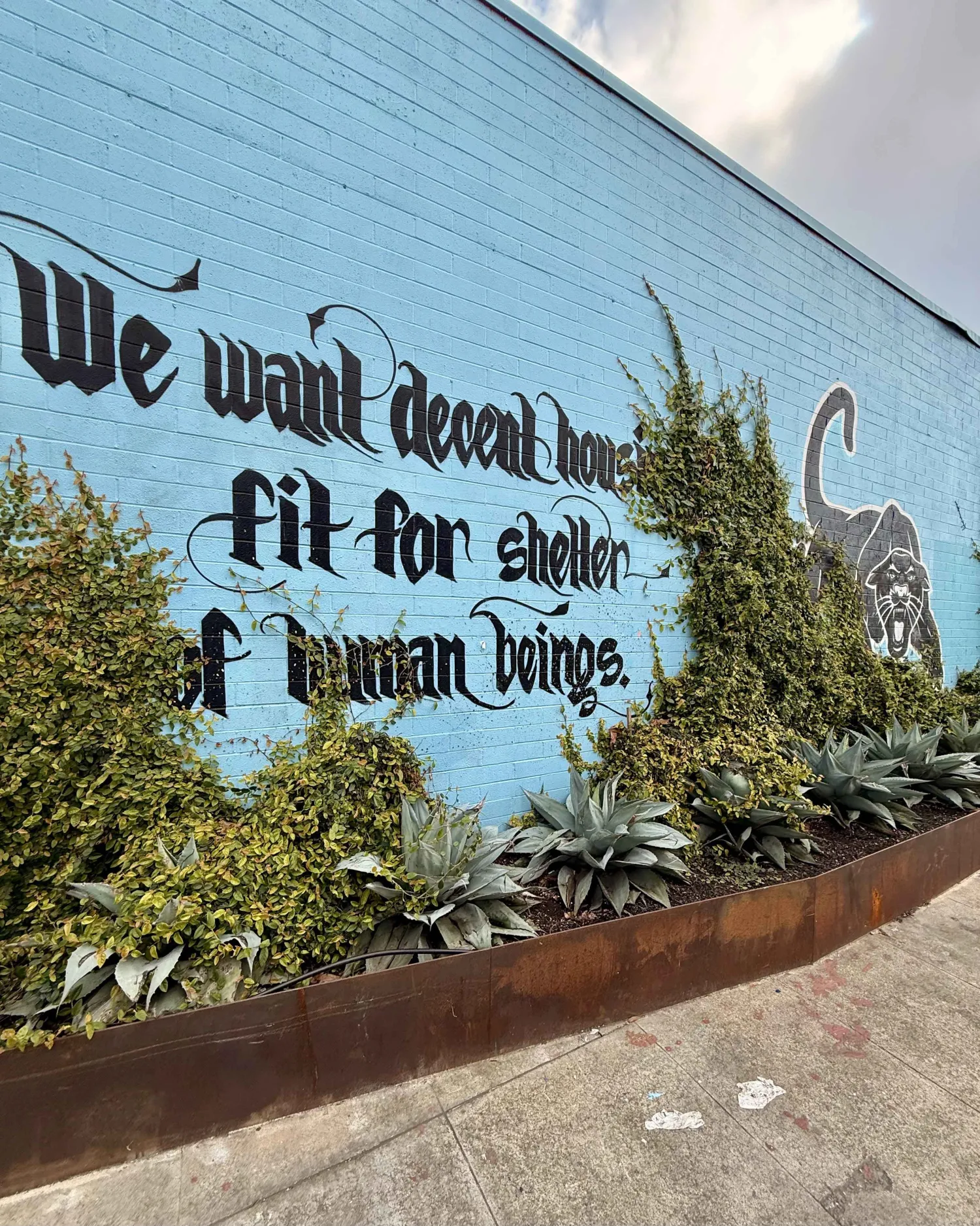 Cactus growing on the side of the DBA_OAK office that houses a black panther mural