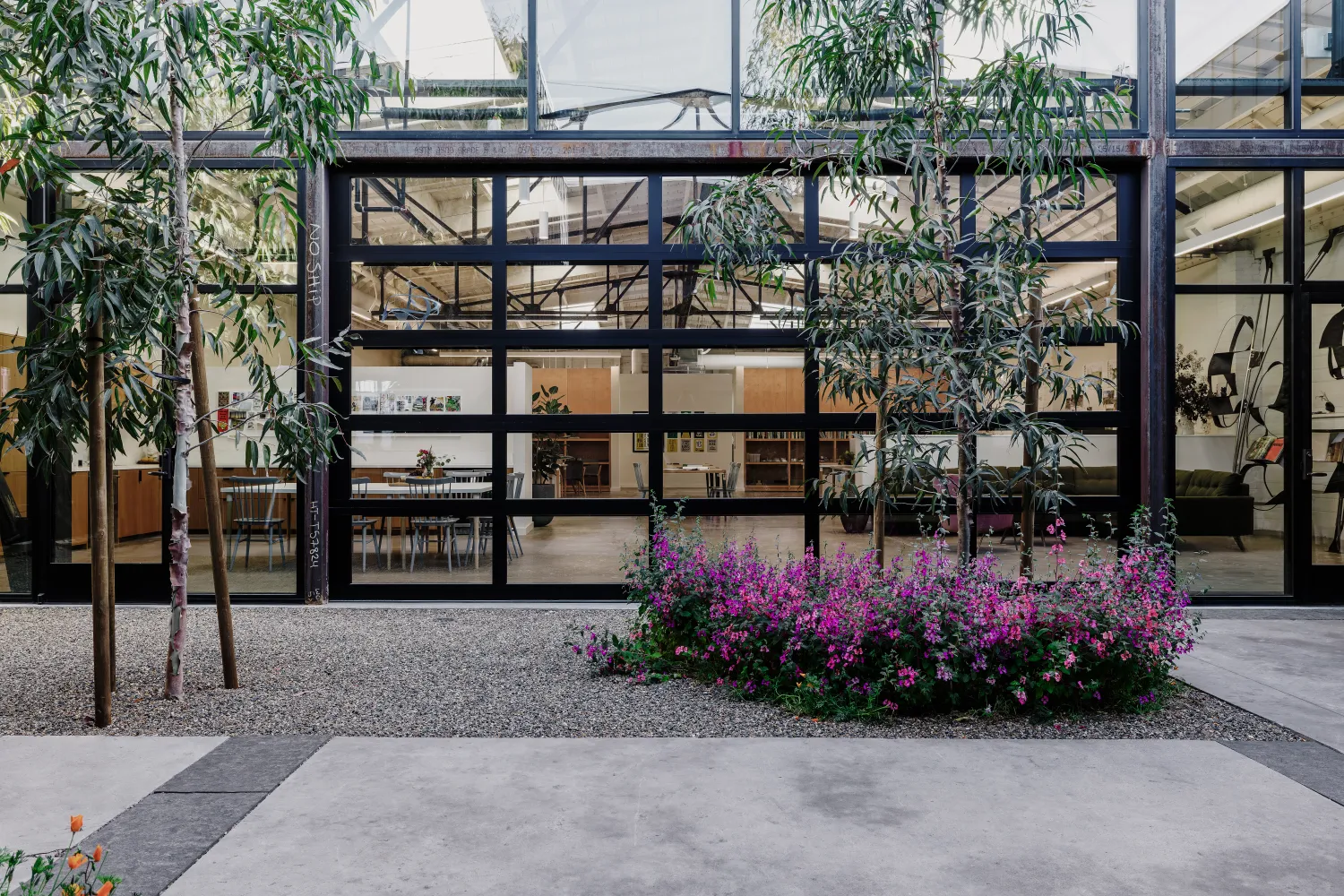 Courtyard with trees, pink flowers, gravel and concrete pavers with black steel frame and glass building in the background