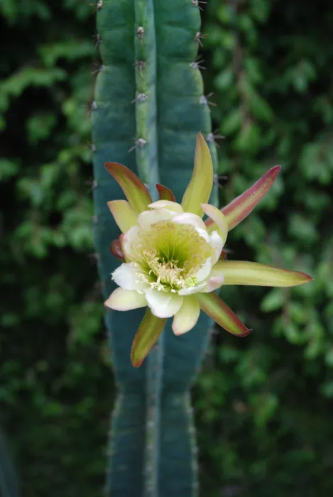 Cactus flower in the courtyard of David Baker Architects Office in San Francisco.