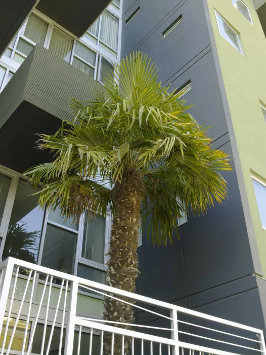 Full-size palm tree in the small entry courtyard. 