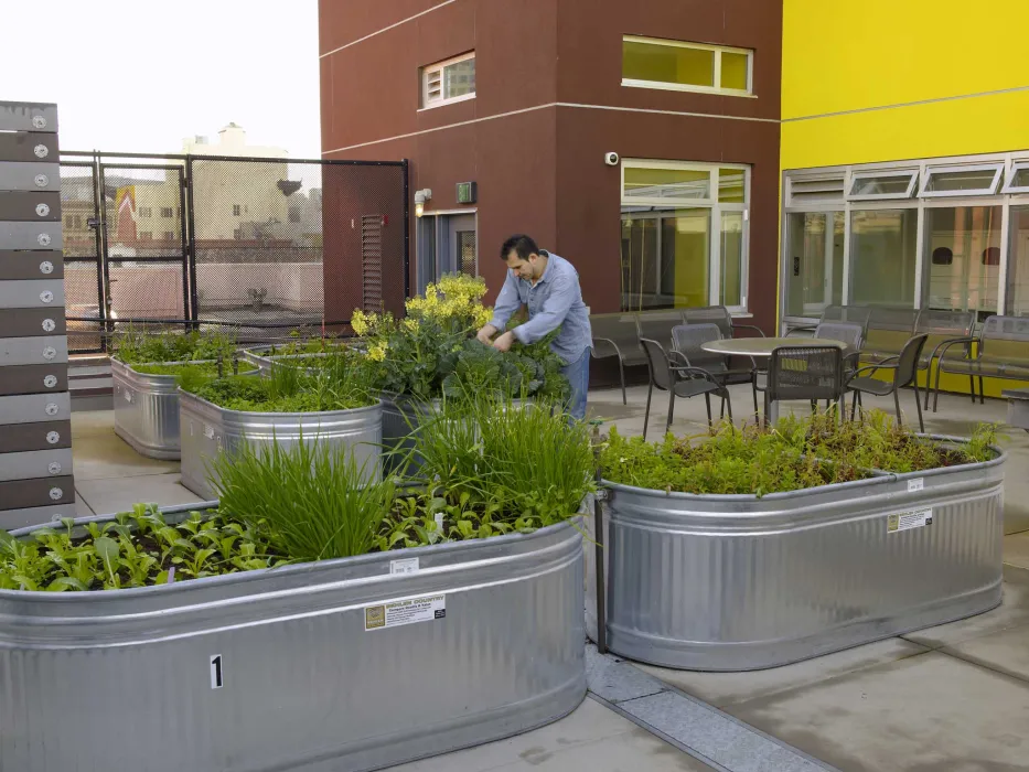 Resident in denim tending a lush planting bed with yellow flowers, surrounded by seating and other garden beds. 