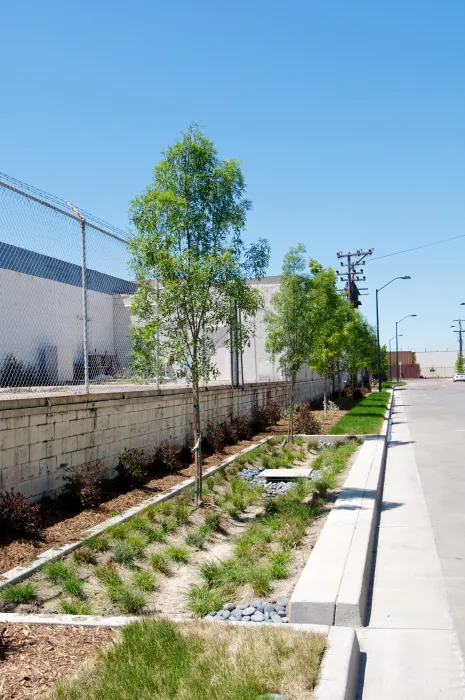 Vegetated basins on the sidewalk of Tassafaronga Village in East Oakland, CA.