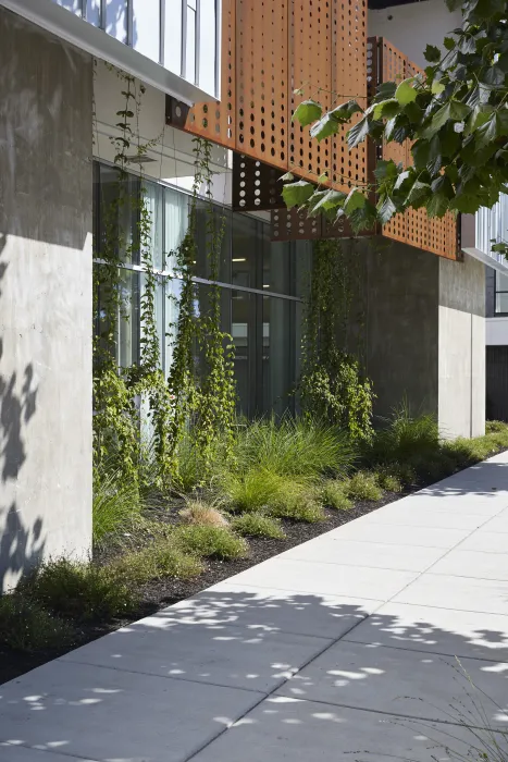 Plantings outside of the community room at Rivermark in Sacramento, Ca.