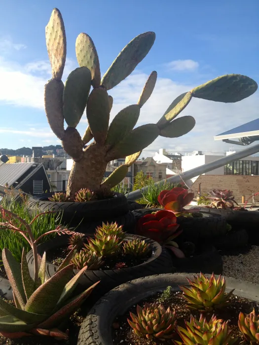 Vegetated roof, with motorcycle tires as the planters on Zero Cottage in San Francisco.