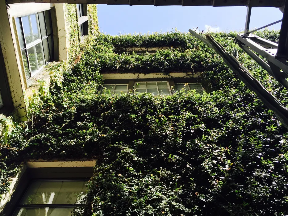 Fig tree cover the exterior building in the courtyard of David Baker Architects Office in the Clocktower Lofts in San Francisco.