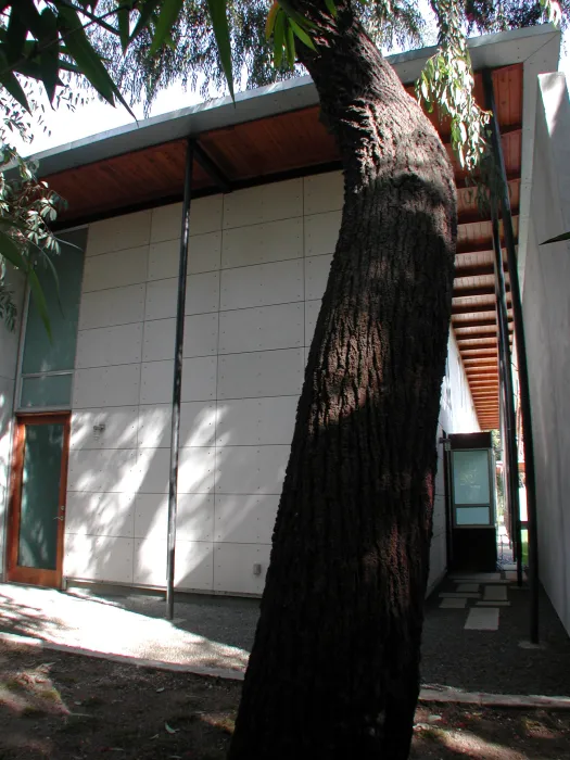 View of the backyard and a large tree at 310 Waverly Residence in Palo Alto, California.