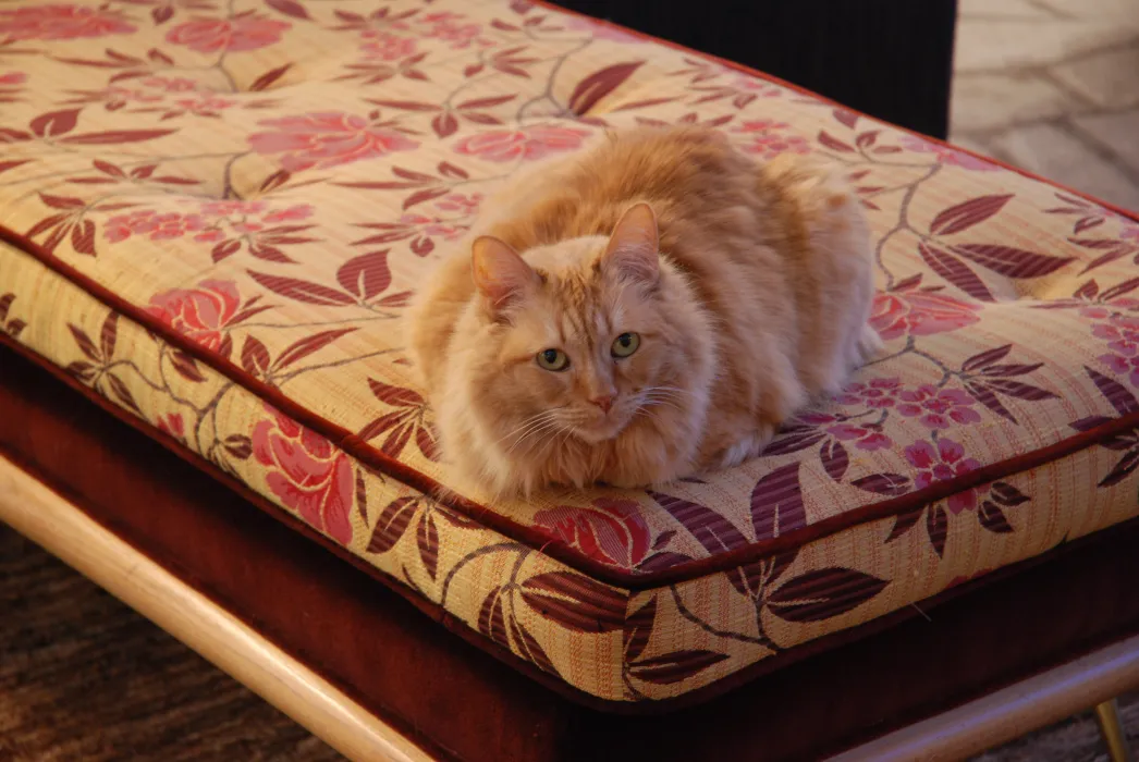 An orange fluffy cat on a patterned lounge chair at Shotwell Design Lab in San Francisco.