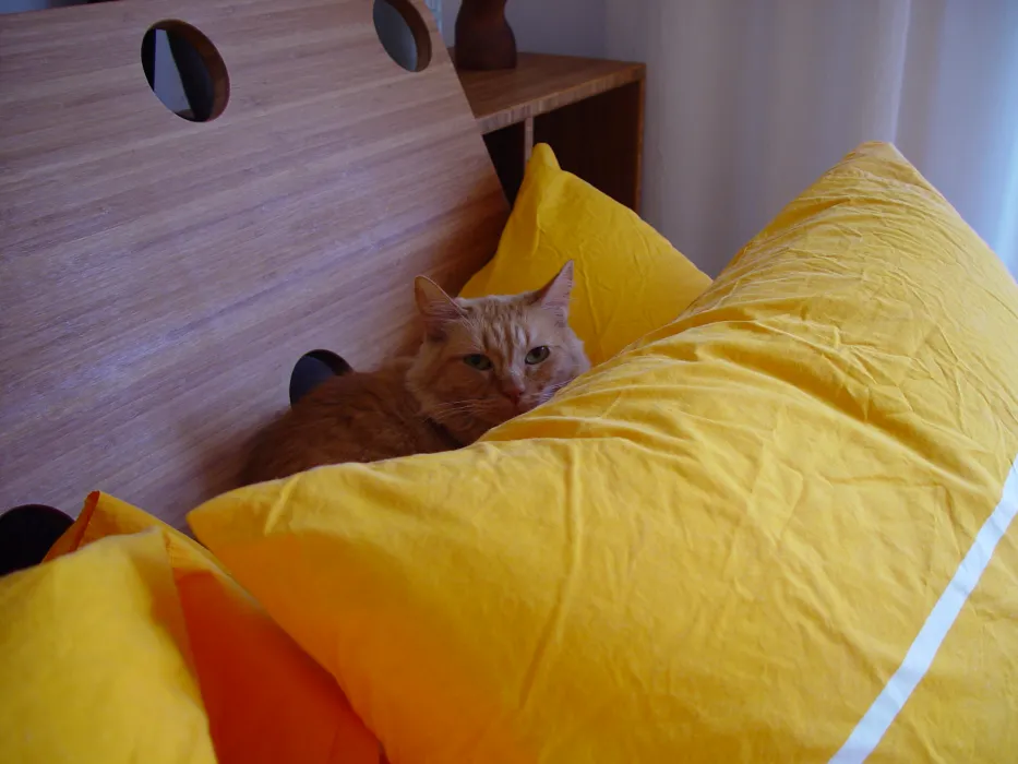 Orange fluffy cat laying on a bed at Shotwell Design Lab in San Francisco.
