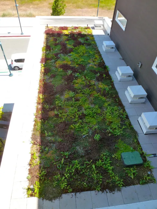 Greenery growing on the green roof at Ironhorse at Central Station in Oakland, California.