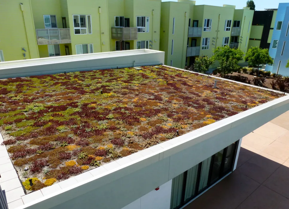 Greenery growing on the green roof at Ironhorse at Central Station in Oakland, California.