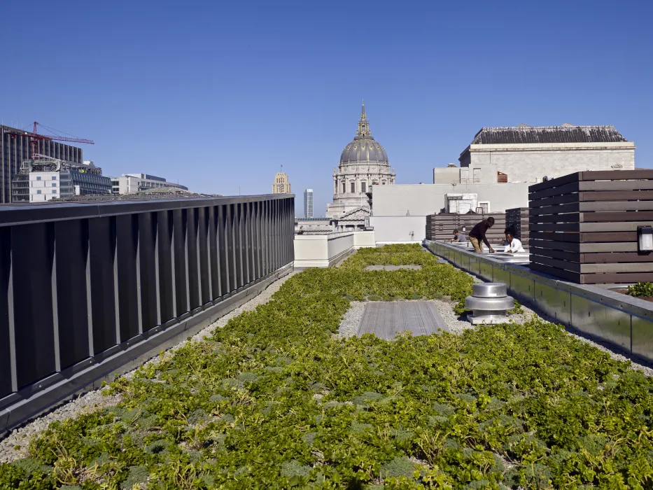 Planted roof at Richardson Apartments in San Francisco.