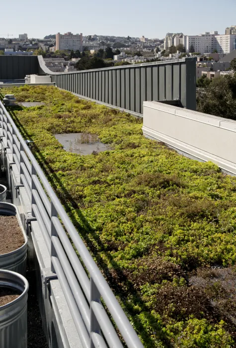 Detail of planted roof at Richardson Apartments in San Francisco.