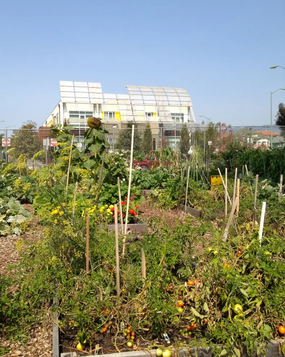 Farm beds with lush plants in front of building backdrop across the street from Tassafaronga Village in East Oakland, CA. 