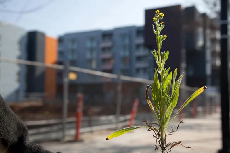 Close-up of a plant, the inspiration for the mural with the construction site of Station Center Family Housing in Union City, Ca.