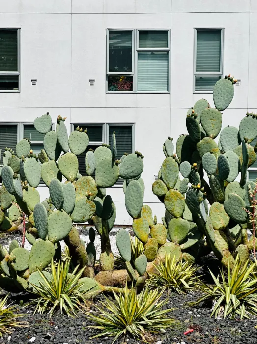 Prickly Pear Catcus on the roof of Five88 in San Francsico.