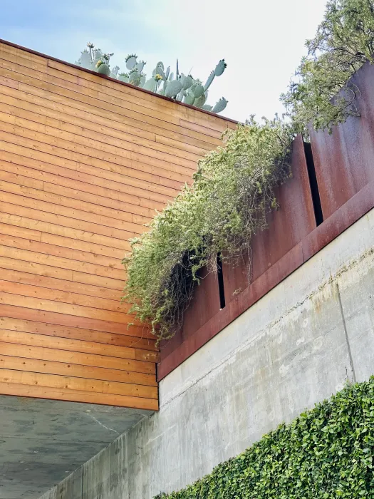 Looking up to creeping fig, cascading rosemary, and “dwarf’ prickly pear on the vegetated roof on Five88.