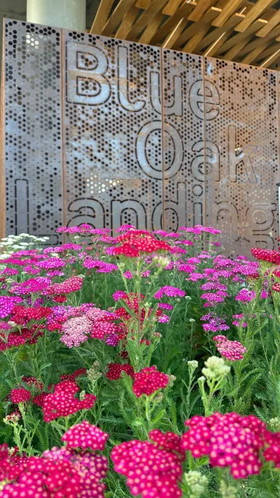 Detail view of pink flowers in front of the cor-ten steel fence at Blue Oak Landing in Vallejo, California.