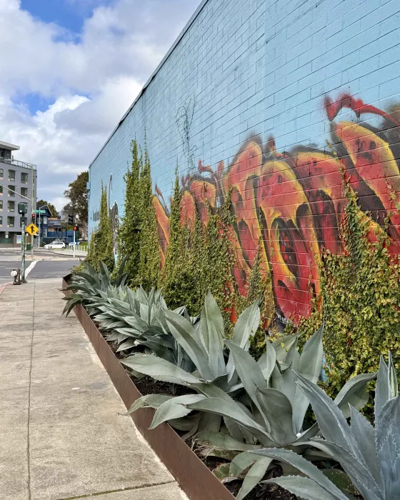 Cactus growing on the side of the DBA_OAK office.