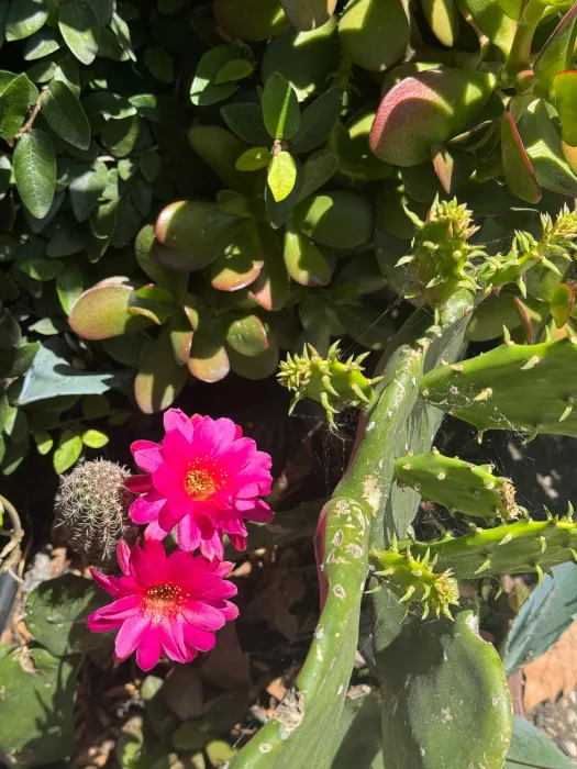 Cactus flower