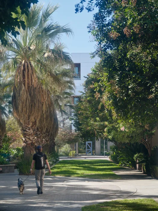 Obscured view of front of whit apartment building with blue door from a path with palm trees and a man walking a dog