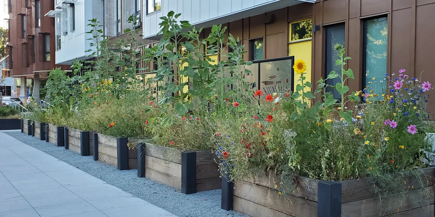 Series of wooden garden beds with overflowing flowers