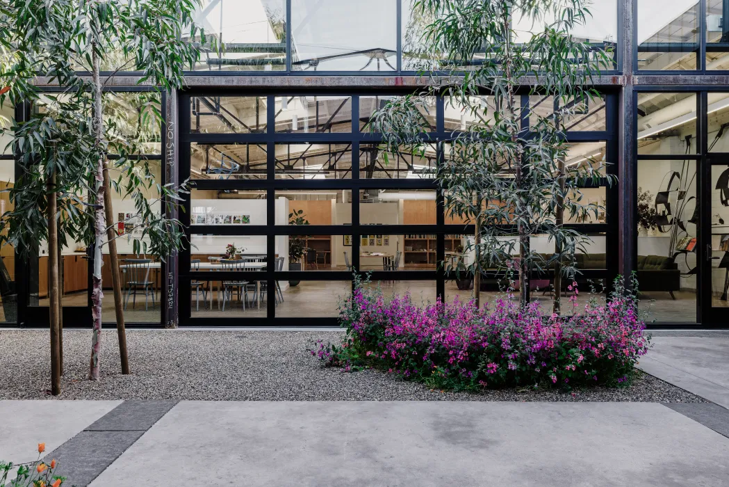 Courtyard with trees, pink flowers, gravel and concrete pavers with black steel frame and glass building in the background